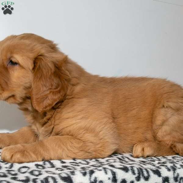 Charlie, Golden Retriever Puppy